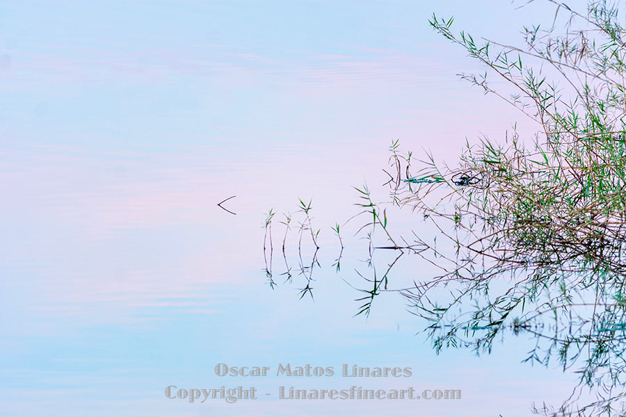 "Bittersweet" - Landscape Art
