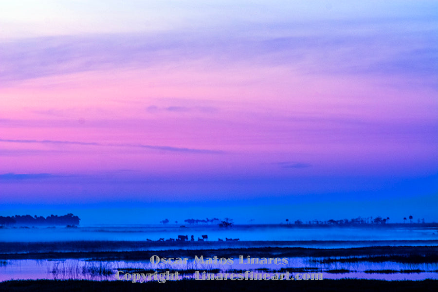 View Cow field early in the morning atChristmas Florida