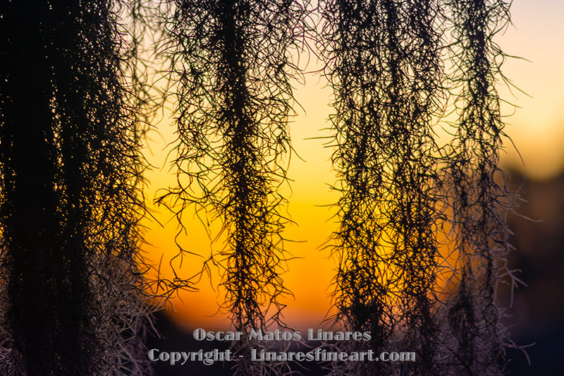 "Held Between Threads." - Landscape Art