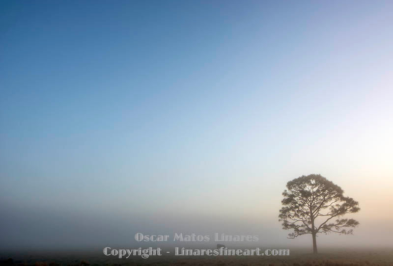 "Pasture" - Landscape Art