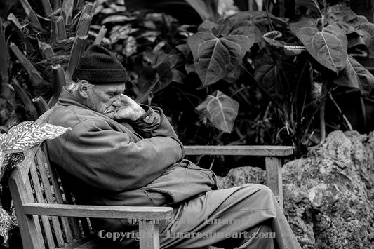 "Siesta at Lincoln Park Zoo  " - Street Photography