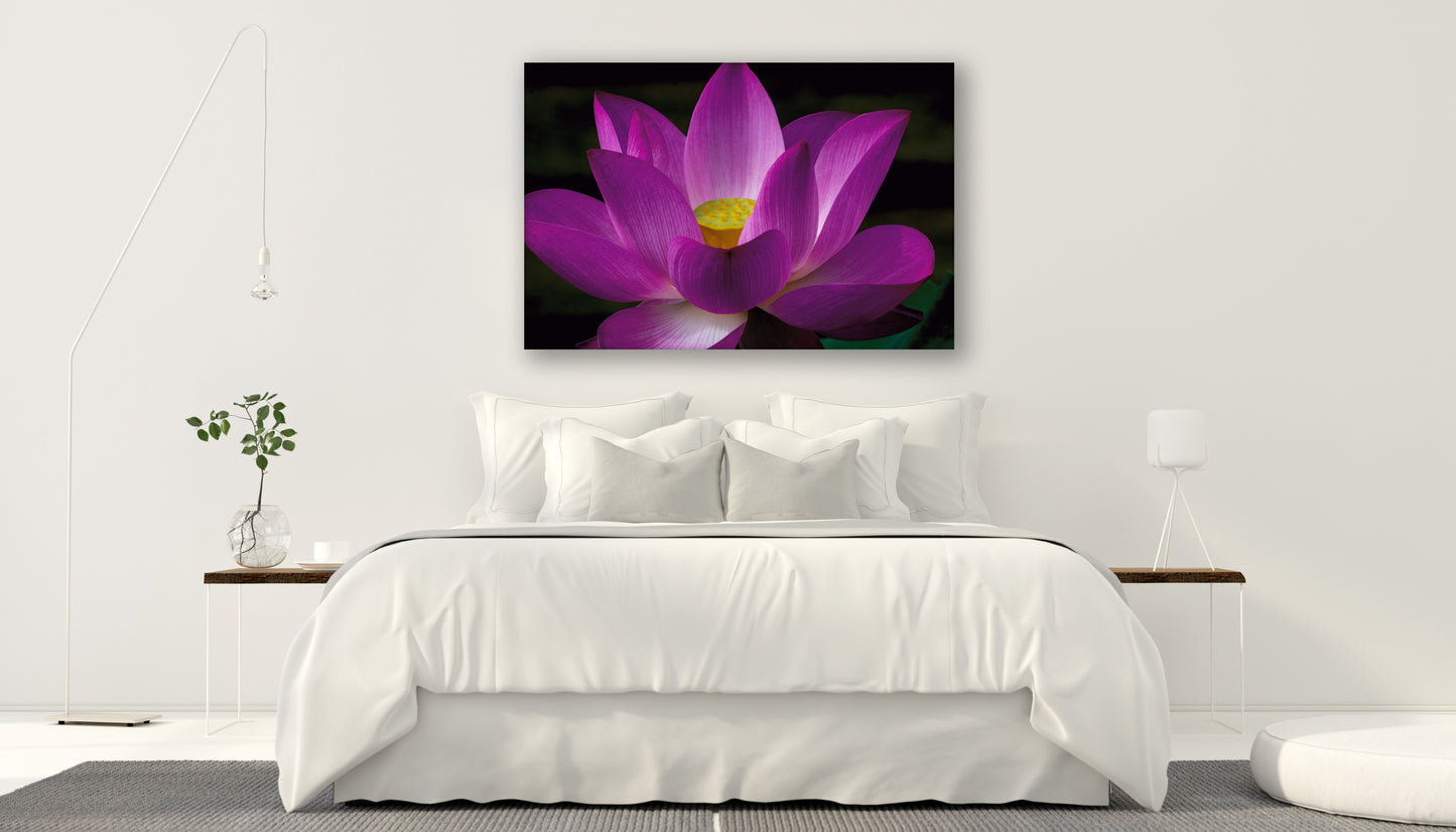 "At Peace, Pink Lotus" - Botanical Art