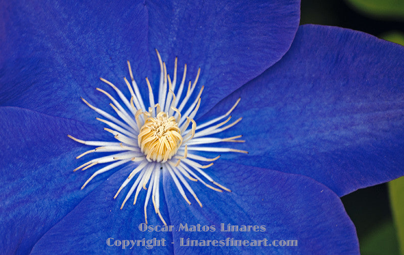 "Blue with White Center" - Botanical Art