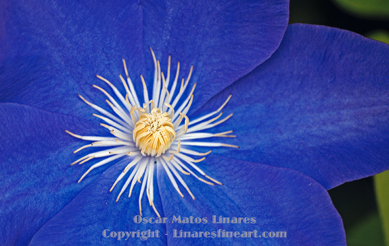 "Blue with White Center" - Botanical Art