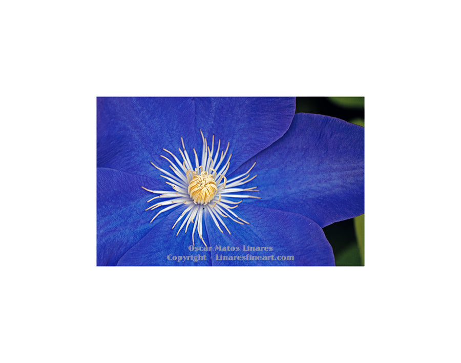 "Blue with White Center" - Botanical Art