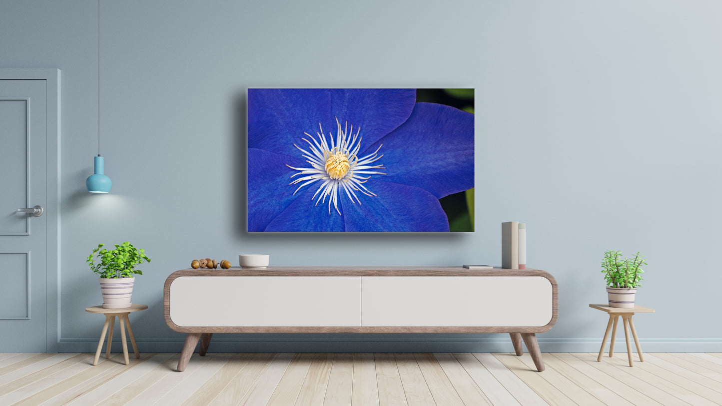 "Blue with White Center" - Botanical Art