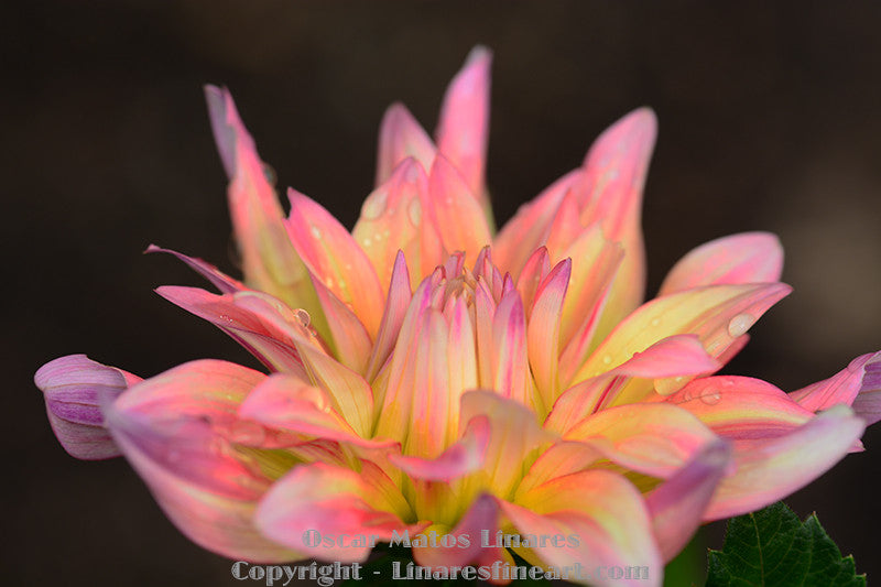 "Ring Holder (Cabana Dahlia)" - Botanical Art