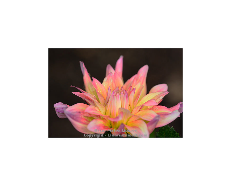 "Ring Holder (Cabana Dahlia)" - Botanical Art