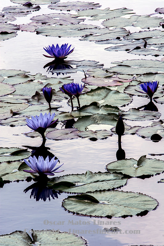 "A Sigh and A Relief" - Botanical Art