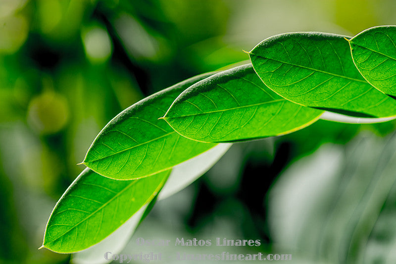 "Cascade" - Botanical Art