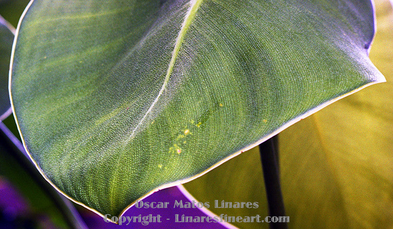 "Detail of a Leaf" - Botanical Art