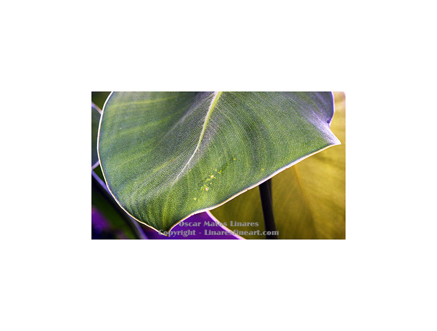 "Detail of a Leaf" - Botanical Art