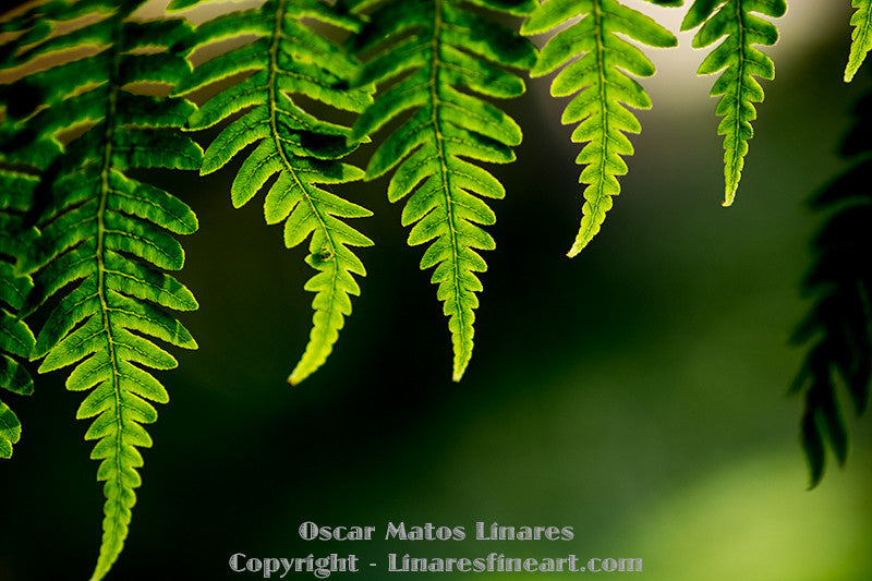 "Edges of the Ferns" - Botanical Art