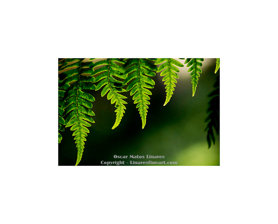 "Edges of the Ferns" - Botanical Art