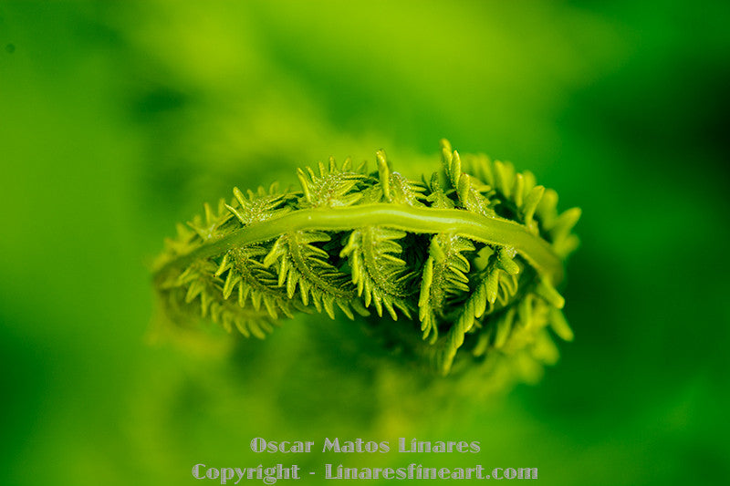 "Fiddlehead" - Botanical Art