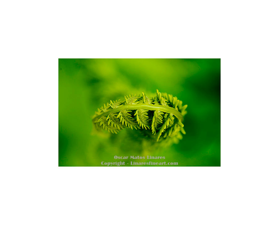 "Fiddlehead" - Botanical Art