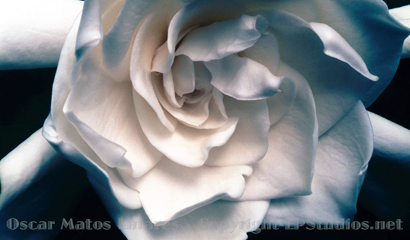 "Gardenia" - Botanical Art