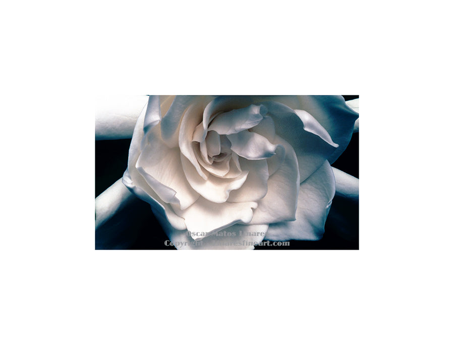 "Gardenia" - Botanical Art