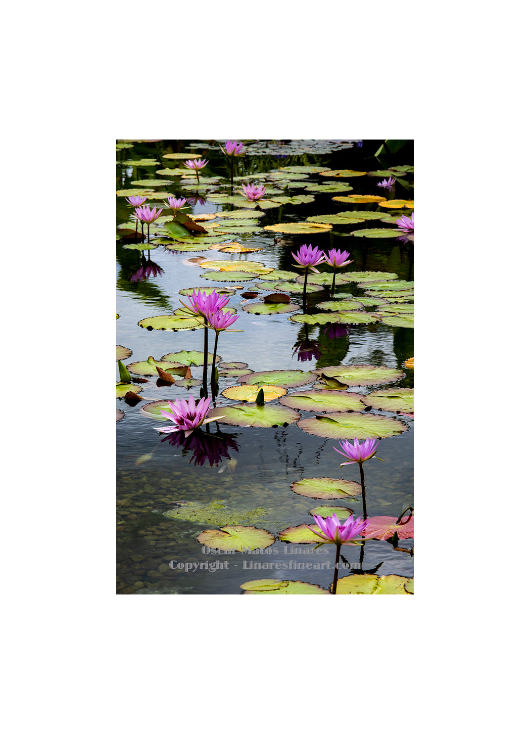 "Garfield Park Water Lily Pond" - Botanical Art