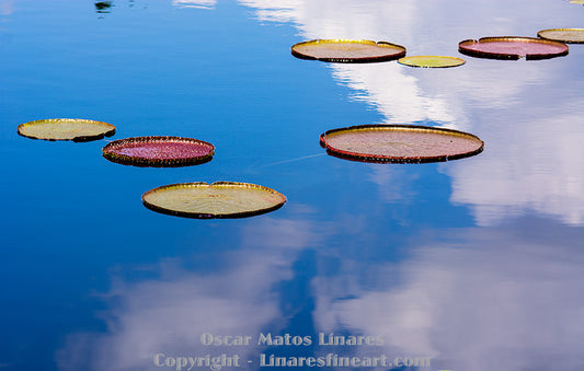 "Heavenly Steps" - Botanical Art