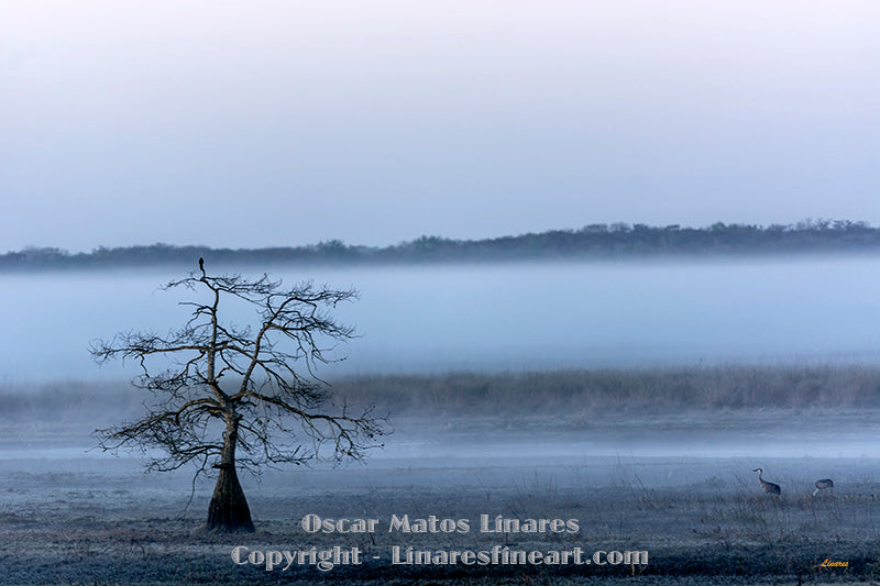 "Morning Walk" - Landscape Art