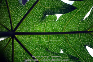 "Papaya Leaf" - Botanical Art