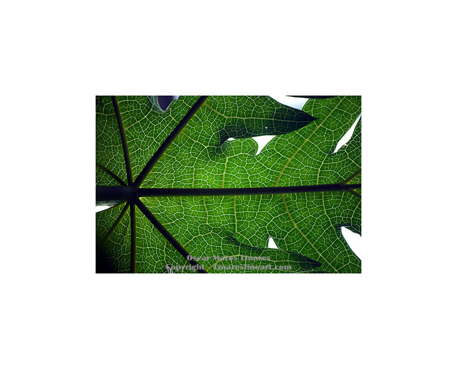 "Papaya Leaf" - Botanical Art