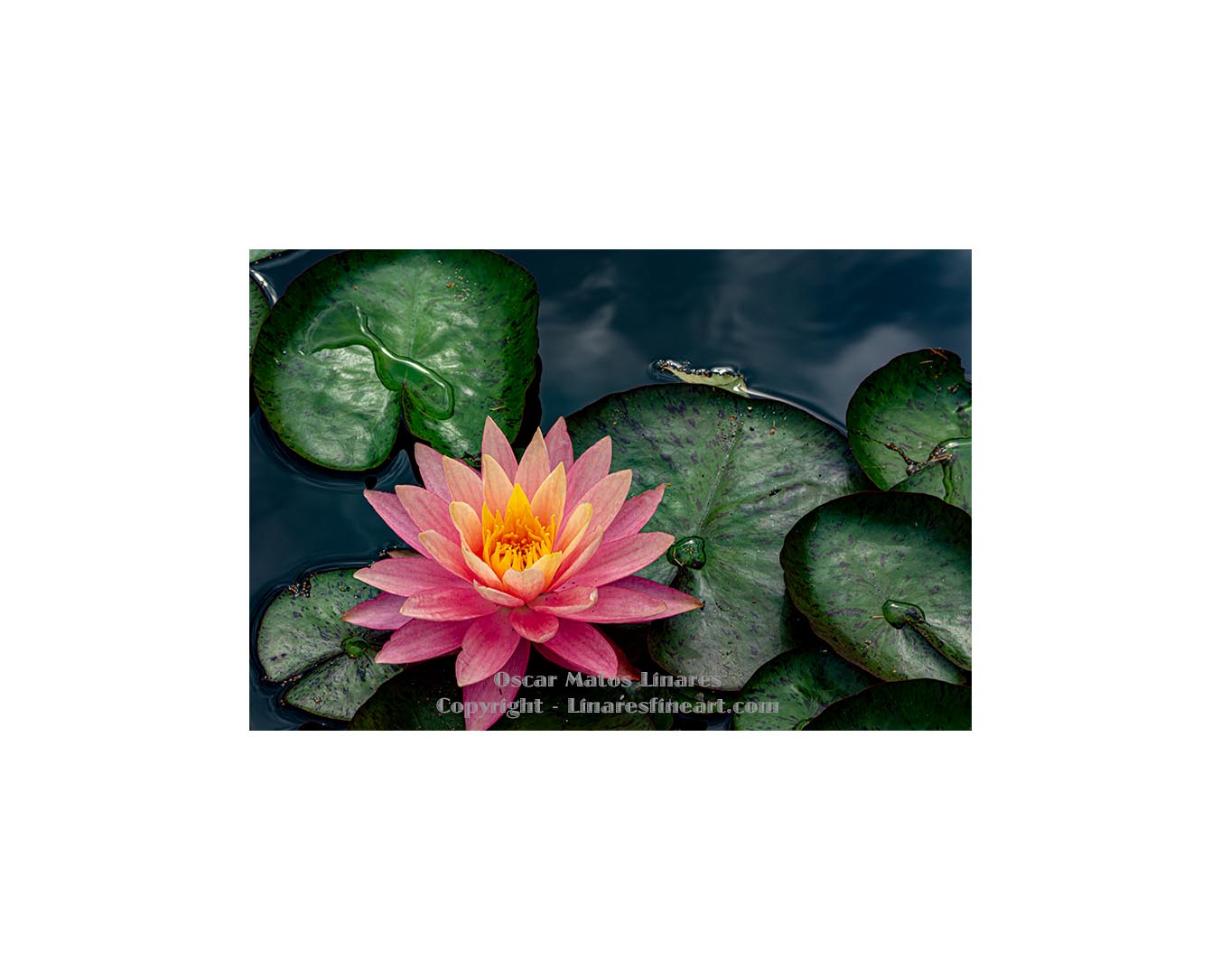 "Pink Water Lily #5" - Botanical Art