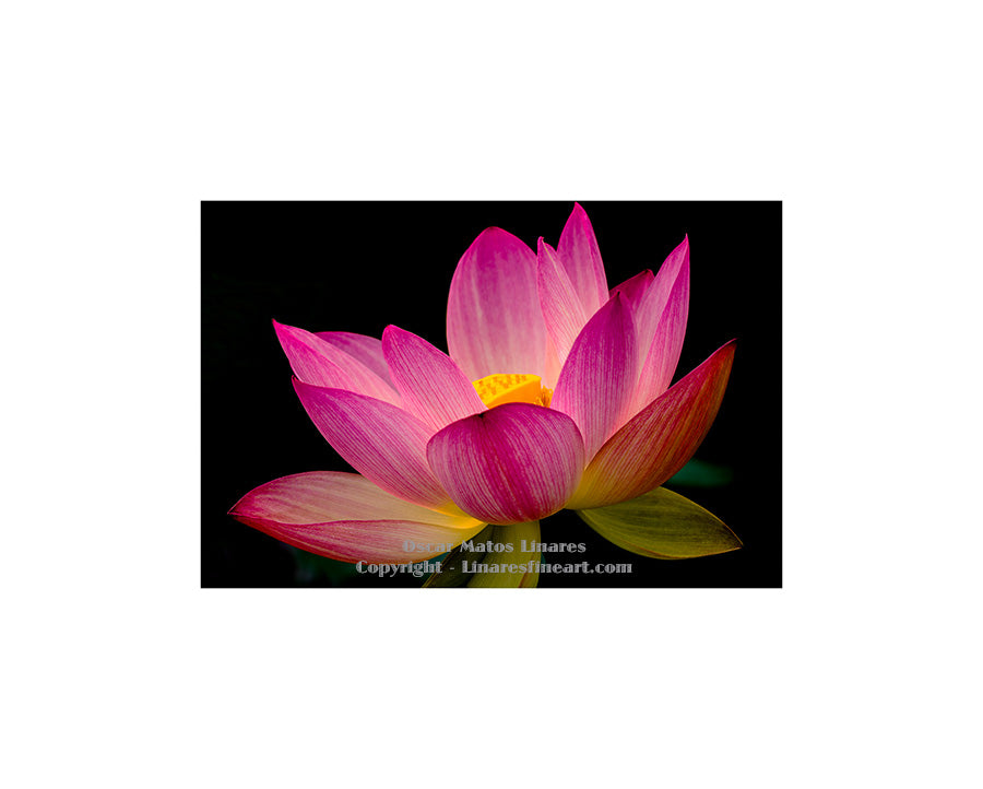 "When There is No Hope and Nothing to Hope For" (Pink Lotus 2) - Botanical Art