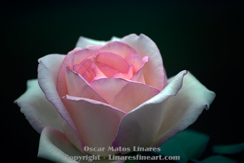 "Pink Rose" - Botanical Art