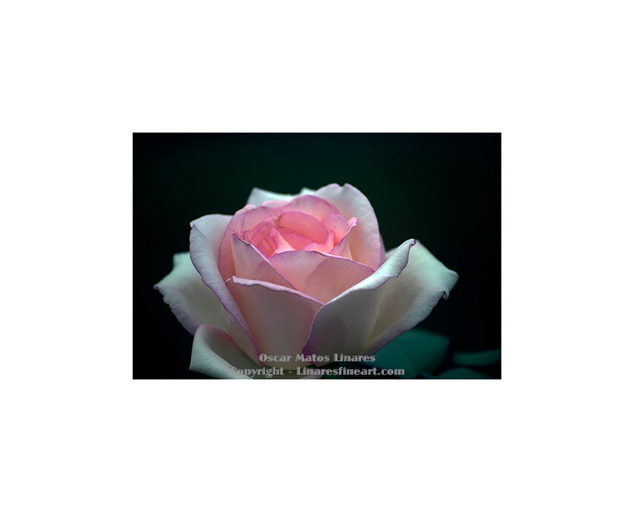 "Pink Rose" - Botanical Art