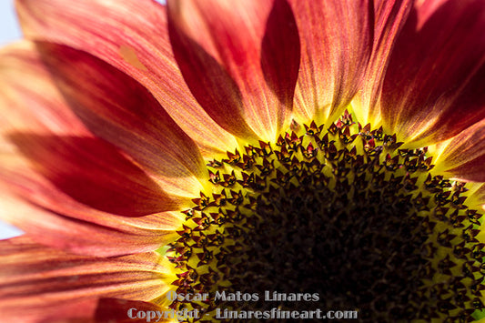 "Red Sunflower" - Botanical Art