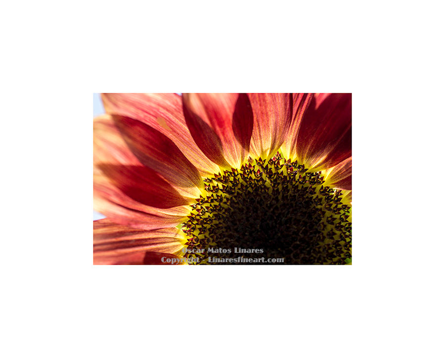 "Red Sunflower" - Botanical Art