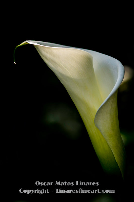 "Roll Calla Lily" - Botanical Art