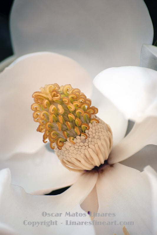 "Southern Magnolia (Cone)" - Botanical Art