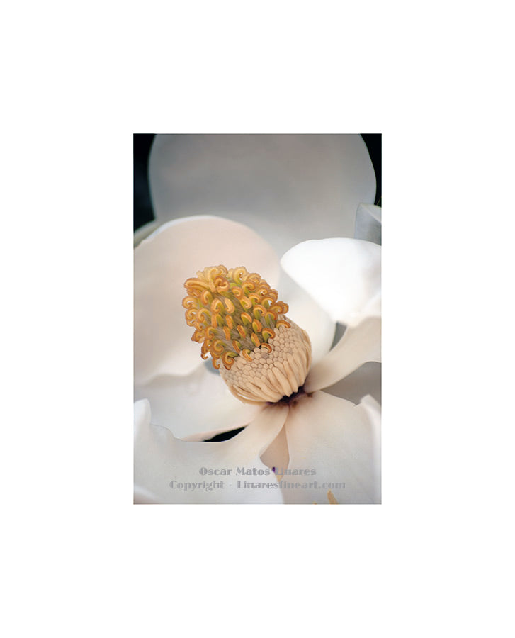 "Southern Magnolia (Cone)" - Botanical Art