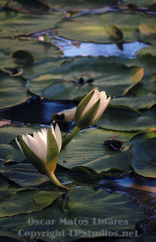 "Starting Light" - Botanical Art