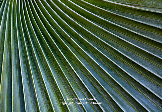 "Strings #4" - Botanical Art