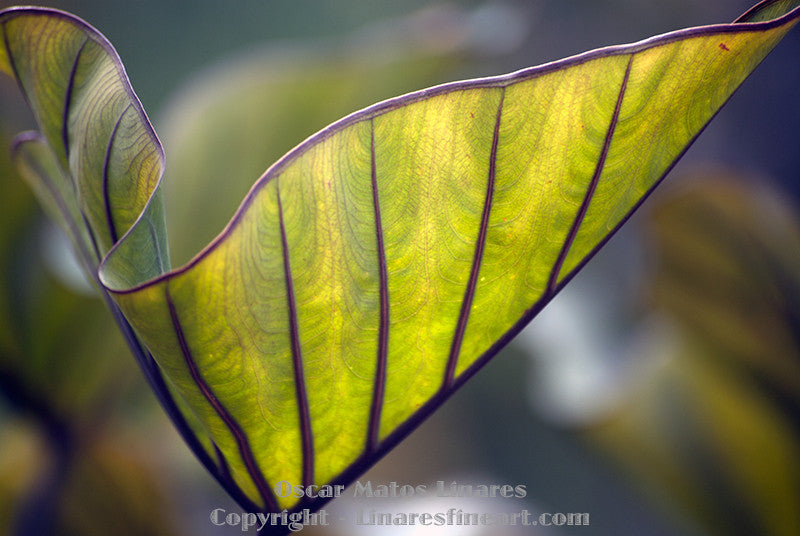 "Tea Cup" - Botanical Art