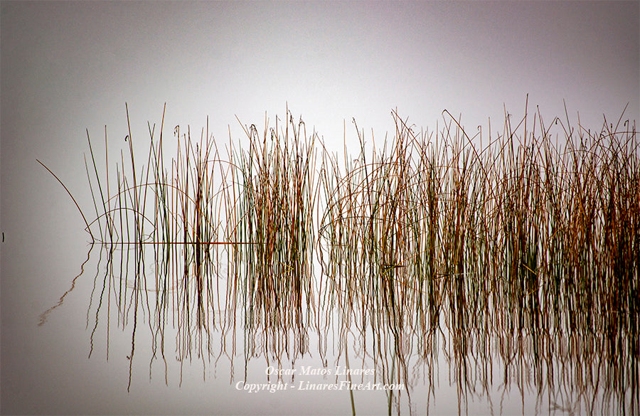 "Lake Shore" - Landscape Art