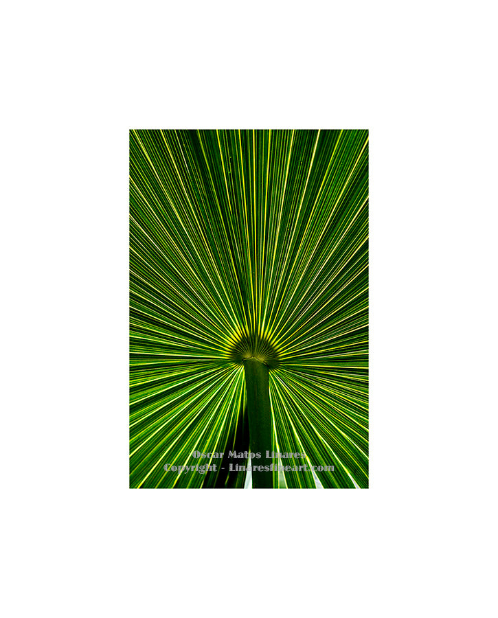 "Umbrella" - Botanical Art