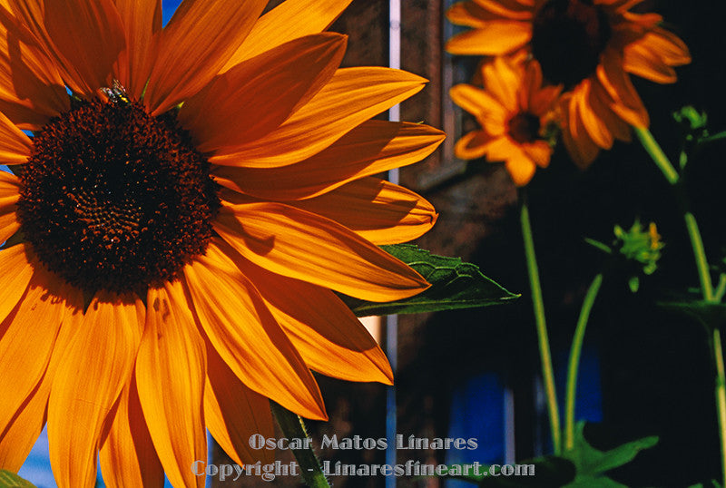 "Urban Sunflowers" - Botanical Art