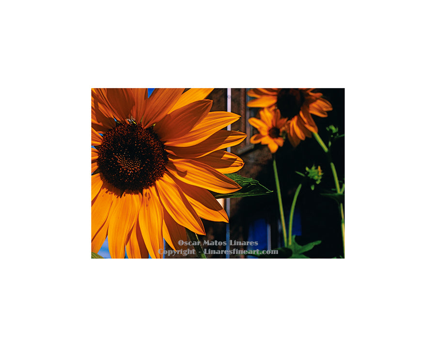 "Urban Sunflowers" - Botanical Art