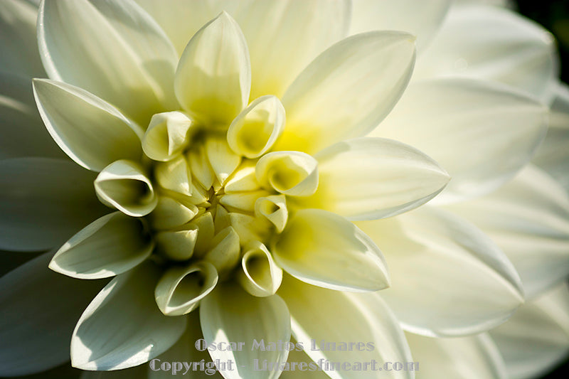 "White Dahlia" - Botanical Art