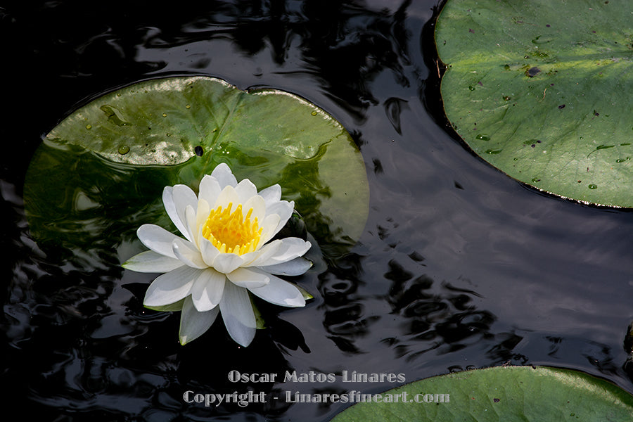 "White Water Lily at Humboldt Park" - Botanical Art