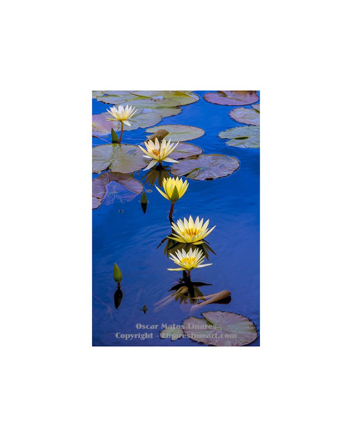 "Yellow Water Lily Pond" - Botanical Art