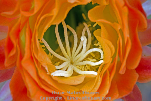 From White to Color: The Evolution of the Flowers Series (Delicates Suite #2)