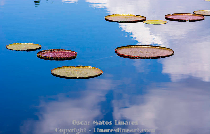 Elegance in Bloom: Discovering the Waterlilies Series
