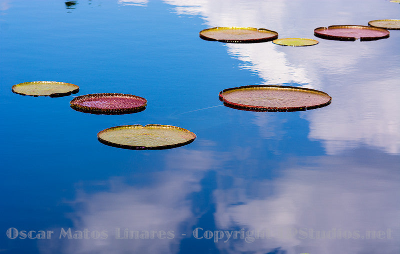 Waterlilies Collection