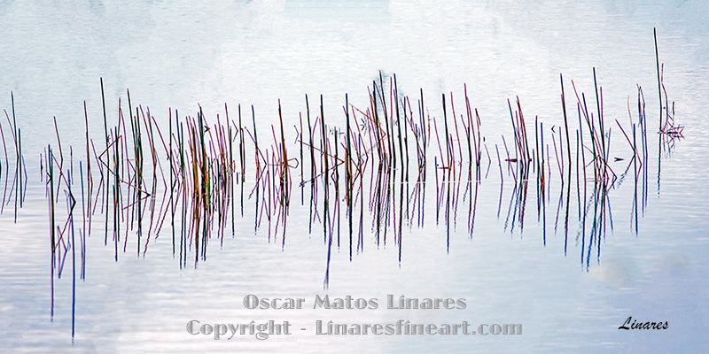 "Water Script" - Landscape Art